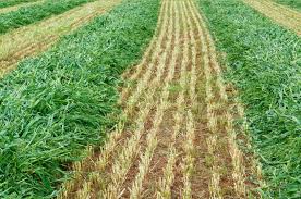 Image result for Avena sativa