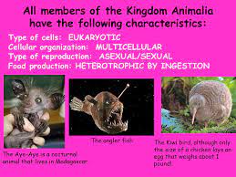 Maybe you would like to learn more about one of these? Animal Kingdom Pgs All Members Of The Kingdom Animalia Have The Following Characteristics Type Of Cells Eukaryotic Cellular Organization Ppt Download