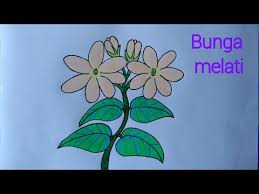 Saat ini melati dibudidayakan karena aroma khasnya yang harum. Cara Menggambar Dan Mewarnai Topi Cara Menggambar Topi Yang Mudah Youtube