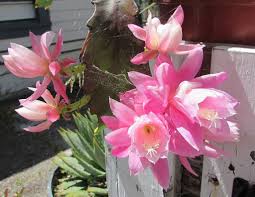 Epiphyllum orchid cactus (((((display))))) $119.97. Discocactus German Empress Endorsed By John Travolta Agaveville