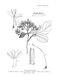 Image result for Pavetta sp. F