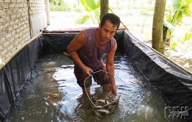 Pembesaran Lele Kolam Terpal Beri Nilai Tambah Ekonomi Dengan Gambar Kolam Ikan Air Tawar Air Tawar