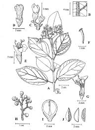 Image result for Premna serratifolia