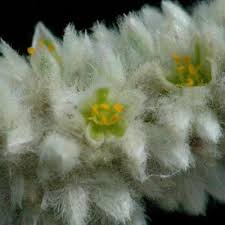 Image result for Aerva leucura