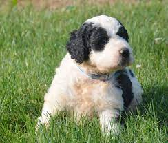 The saint berdoodle is an unusual mix of a st bernard and a standard poodle; Saint Berdoodles
