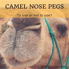 Usually when you wear tight clothes. Camel Nose Pegs To Use Or Not To Use The Most Controversial Topic