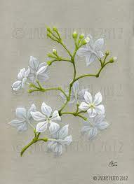 Deviantart More Like Tulip By Rchaem Flower Drawing Jasmine Flower Tattoos Flower Painting
