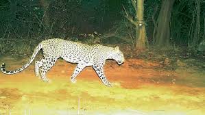 Nighttime Terror: Leopard Scare Grips Shamshabad Airport Periphery