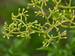 Image result for Cissus cornifolia