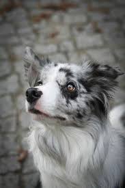 Australian Shepherd Smart Working Dog Dogs Border Collie Dog Border Collie Blue Merle