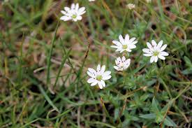 Image result for Stellaria sennii