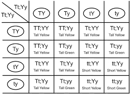 What are the phenotypes (descriptions) of rabbits that have the following genotypes: Punnett Square Dihybrid Cross Tall Yellow X Short Green Flickr
