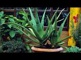 Bol güneş alan ve akşamları hafif bir esinti olan yer aloe veranın gelişimi için en ideal noktalardan olacak. Aloe Vera Nedir Ve Bakimi Nasil Yapilir Youtube