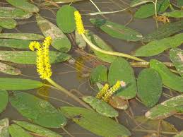 Image result for Aponogeton desertorum