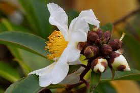 Image result for Polysphaeria