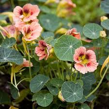 Kings Seeds Flower Seeds A Leading Supplier Of Flower Seeds Kings Kingsseeds Com In 2020 Flower Seeds Nasturtium Easiest Flowers To Grow