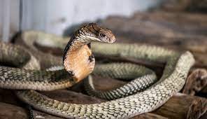 Erek erek kode alam melihat ular buku mimpi 2d 3d 4d. Ada Ular Masuk Rumah Pertanda Apa