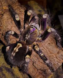 Image result for Psydrax subcordata