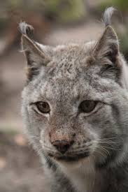 Waar haal je een kat vandaan? Lynx De Zoogdiervereniging