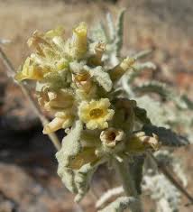 Image result for Buddleja pulchella