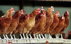 Barack Obama And The Roosting Of America S Chickens Kippen Vogels Kippenhok