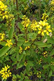 Image result for Tristellateia