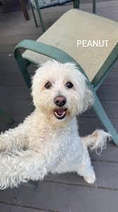 We're moving to Bribie Island soon, looking for vet recommendations thank  you 😊 p.s. our dog needs knee surgery so we need a vet for that