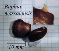 Image result for Baphia massaiensis