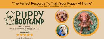 Online dog training courses 01 positive and effective dog training, online and anytime! The Do S And Don Ts Of Puppy Potty Training At Attention Dog Training