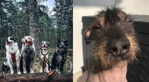 Thursday marks international dog day, first. Iqarlgmopiyvpm