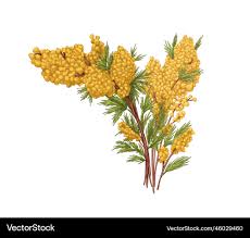 Image result for Mimosa scabrella