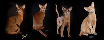 The Abyssinian Homepage Color Inheritence Chart For