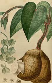 Image result for Dioscorea dregeana