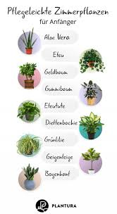 Die 10 Besten Pflanzen Fur Drinnen Plantura Pflegeleichte Zimmerpflanzen Coole Zimmerpflanzen Pflanzen