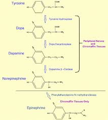 Image result for Norepinephrine