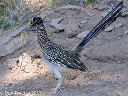 Birds Of West Texas Photos The Freiday Bird Blog West Texas Bird Of The Day Greater Roadrunner Birds Greater Roadrunner Bird Pictures
