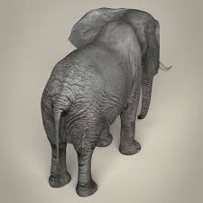 Realistic Asian Elephant 3d Model In 2020 Asian Elephant Elephant Elephant Images