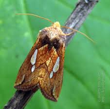 Image result for Plusia putnami