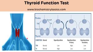 Image result for Thyroid Function Test