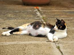 Untersuche die genitalien jedoch niemals mit gewalt. Paarungsverhalten So Unterscheiden Sich Katze Und Kater