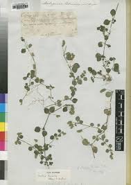 Image result for Justicia tenella