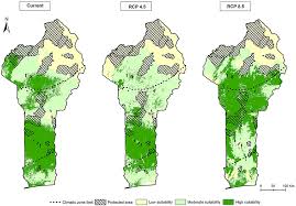 Image result for Vigna multinervis
