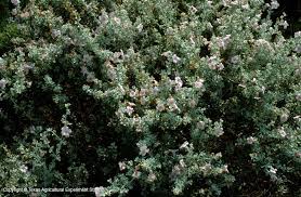 We would like to show you a description here but the site won't allow us. Texas Native Plants Database