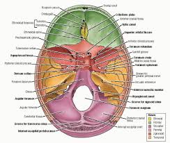 We did not find results for: Brief Review Of The Anatomy Of The Head Spine Brain And Spinal Cord Neupsy Key
