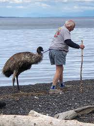 The bird is native to australia, but is now found in many countries, because of a rising popularity of nutritious emu. The Great Orcas Emu Rescue Islands Sounder