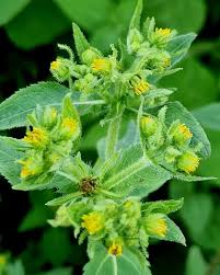 Image result for Sigesbeckia