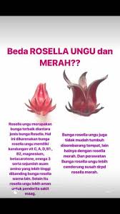 Tanaman yang satu ini dikenal akan buahnya yang memiliki bentuk seperti kelopak bunga yang terlihat cantik dan menarik. Wow 11 Gambar Bunga Rosella Ungu Gambar Bunga Indah