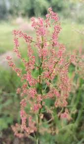 Image result for Rumex