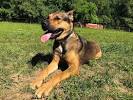 German Shepherd Pitbull Lab Mix
