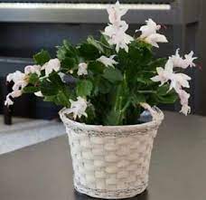 We did not find results for: Zygocactus White Christmas Cactus Hardy Perenne Planta Ornamental Casa Jardin Ebay